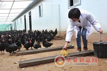 养殖故事